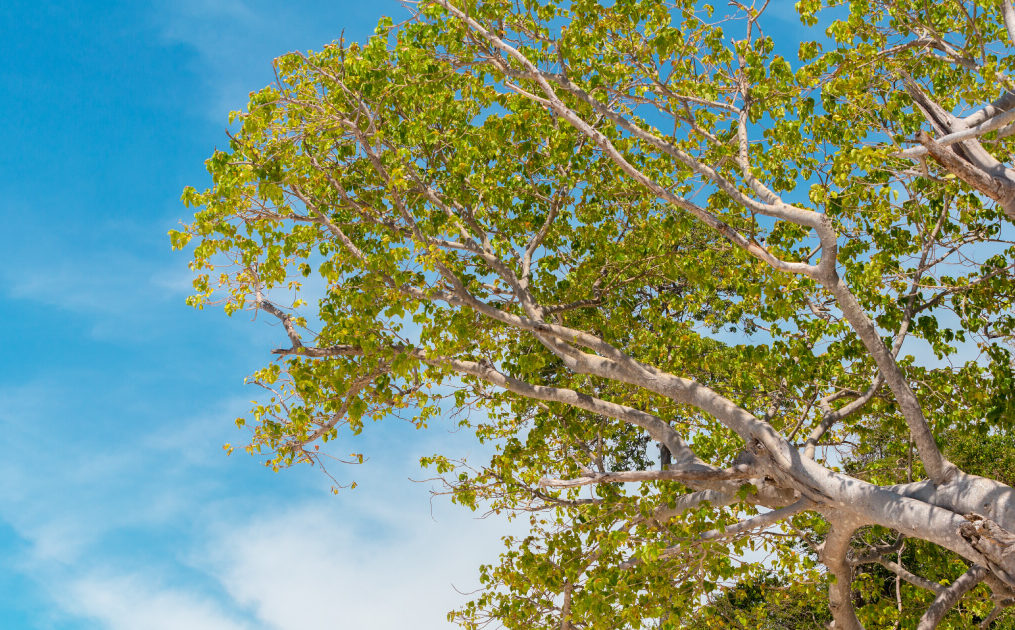 🌱 Hábitat regenerativo: así están cambiando los proyectos inmobiliarios del futuro